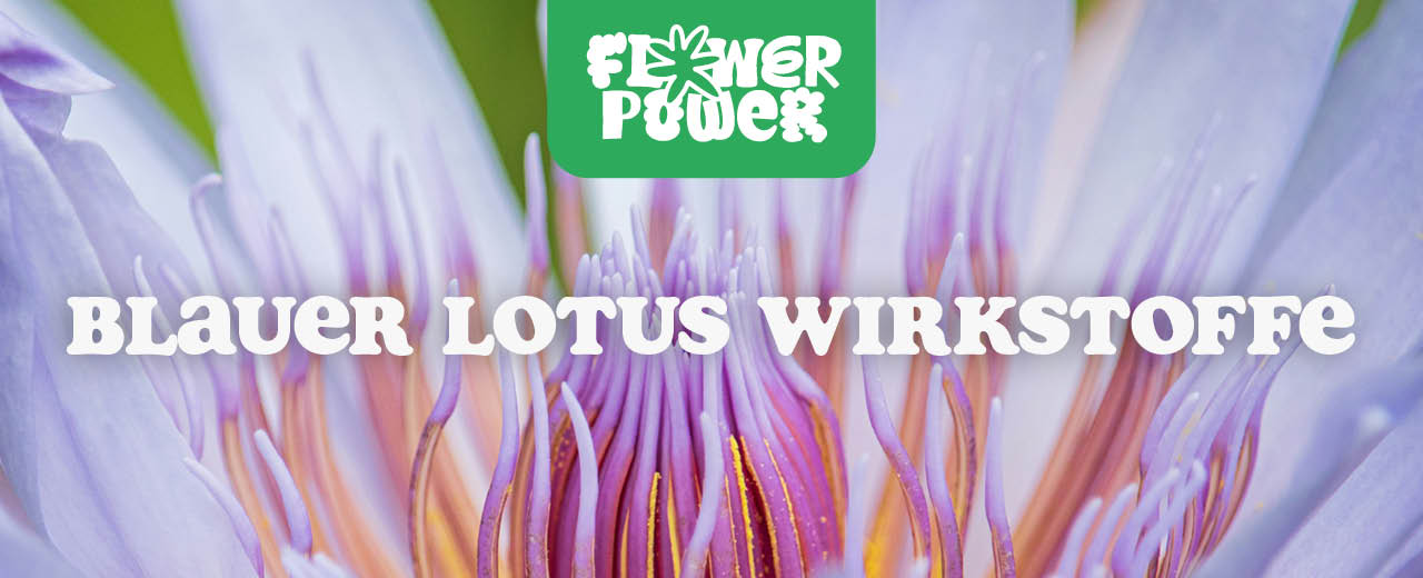 Blauer Lotus