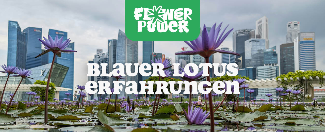 Blauer Lotus