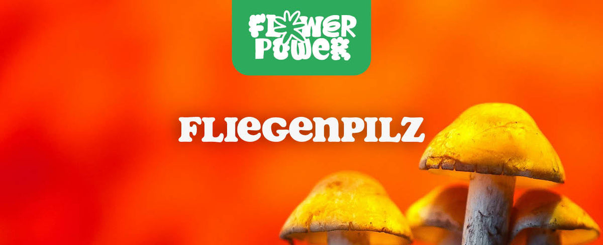 Fliegenpilz