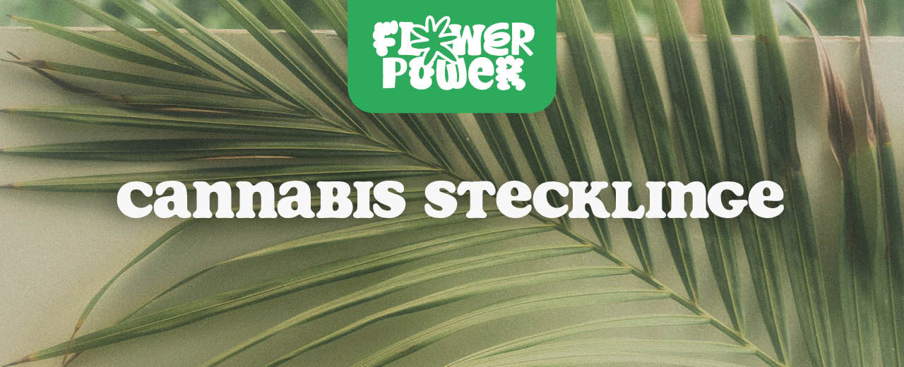 Cannabis Stecklinge