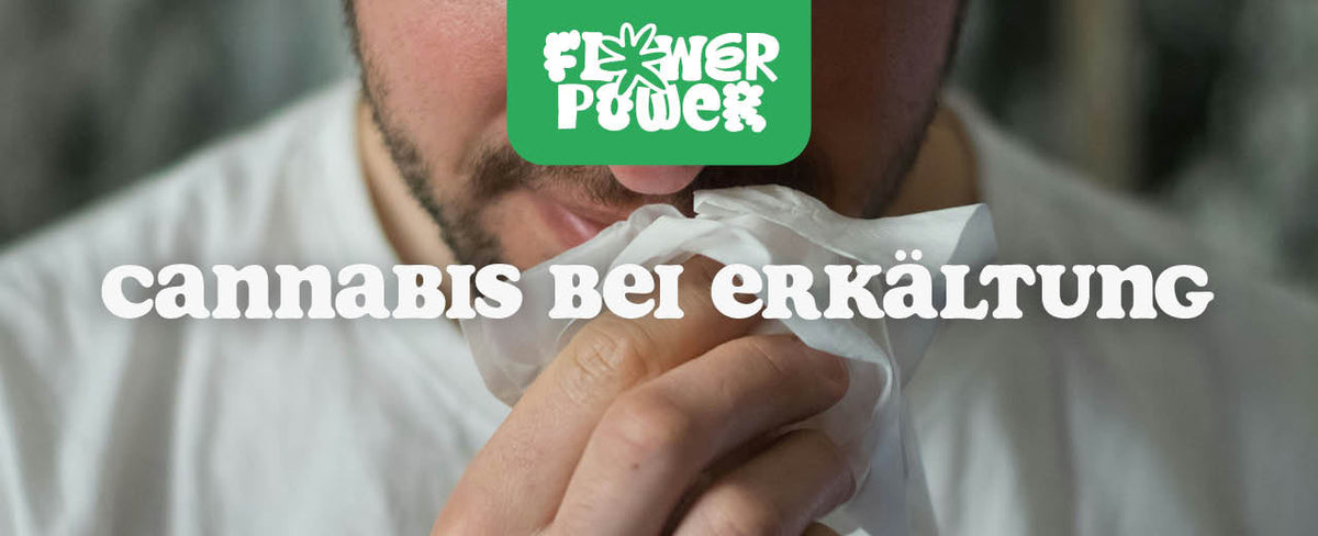 Cannabis