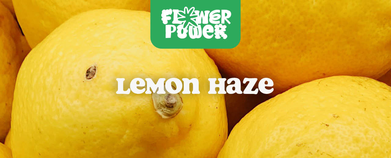 Lemon Haze
