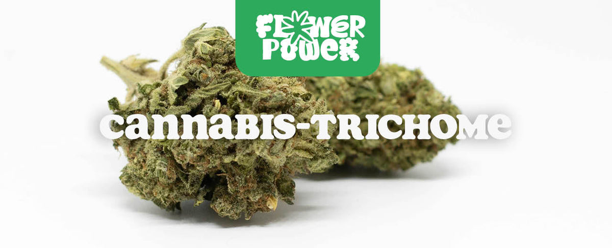Cannabis