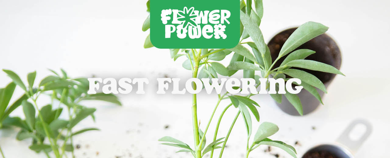 Fast Flowering