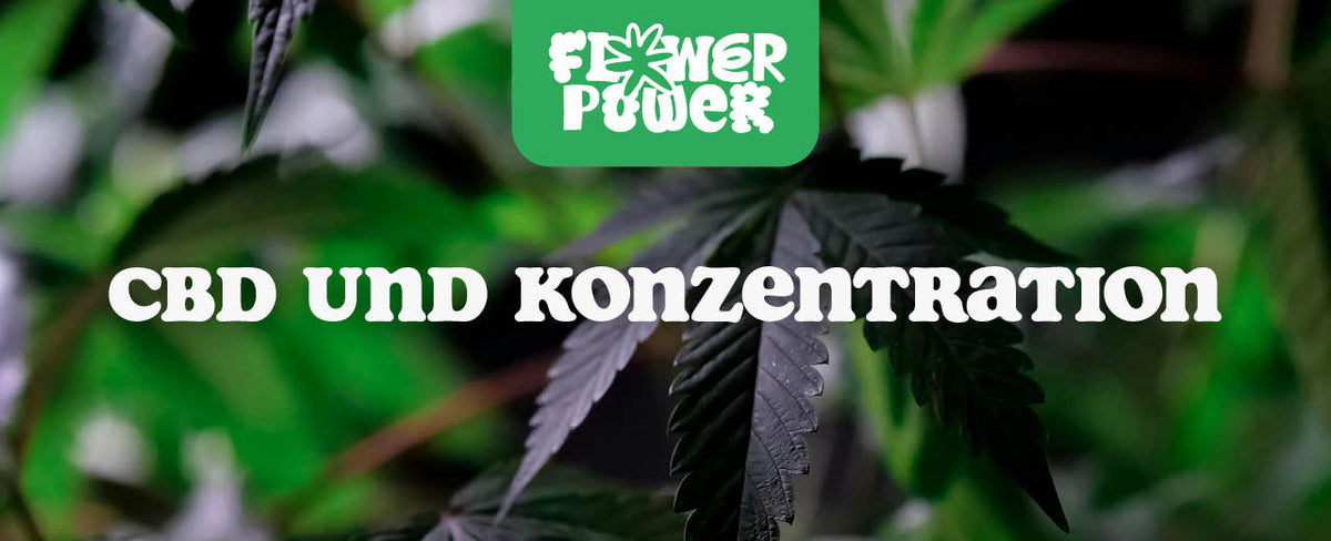 CBD und Konzentration: Kann Cannabidiol die geistige Leistungsfähigkeit steigern? - Flower Power