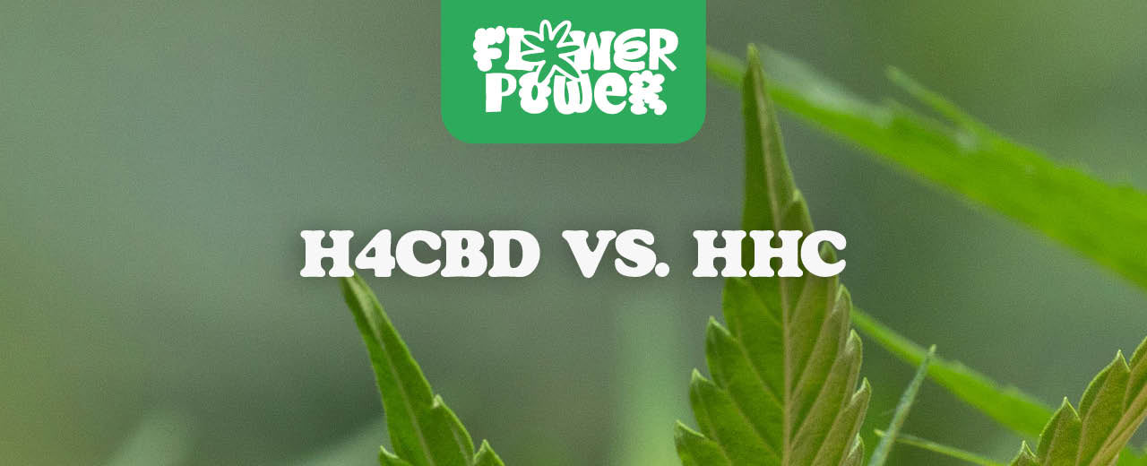 H4CBD vs. HHC: Was ist stärker? Ein umfassender Vergleich - Flower Power