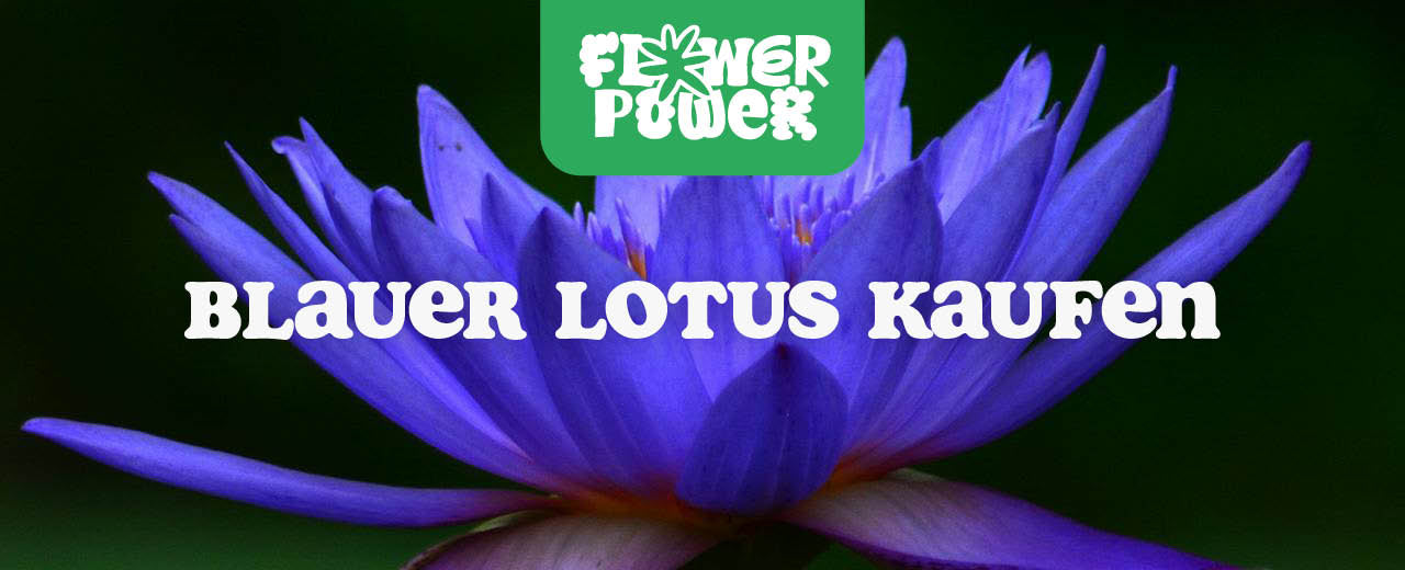 Blauer Lotus kaufen