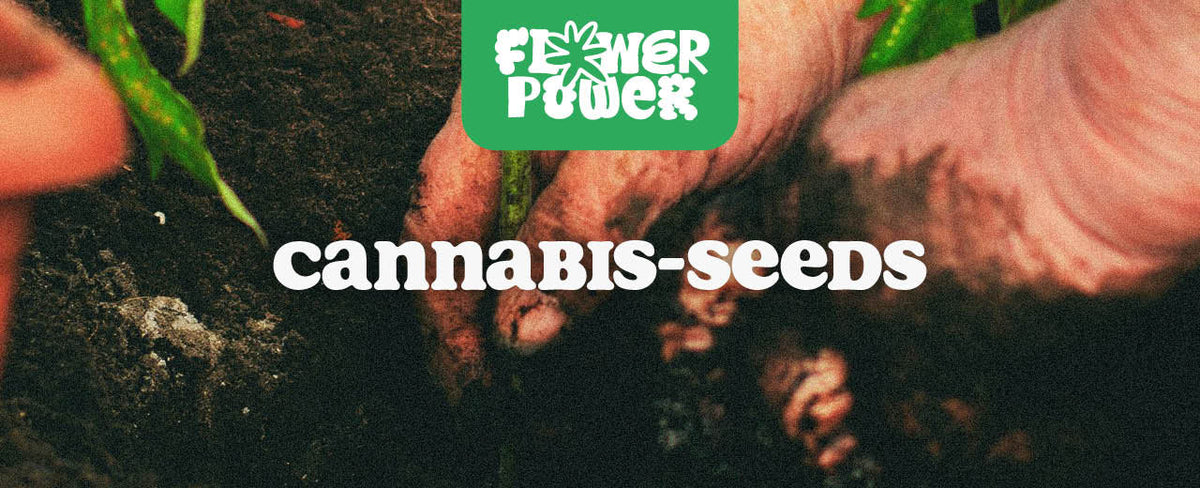 Cannabis-Seeds