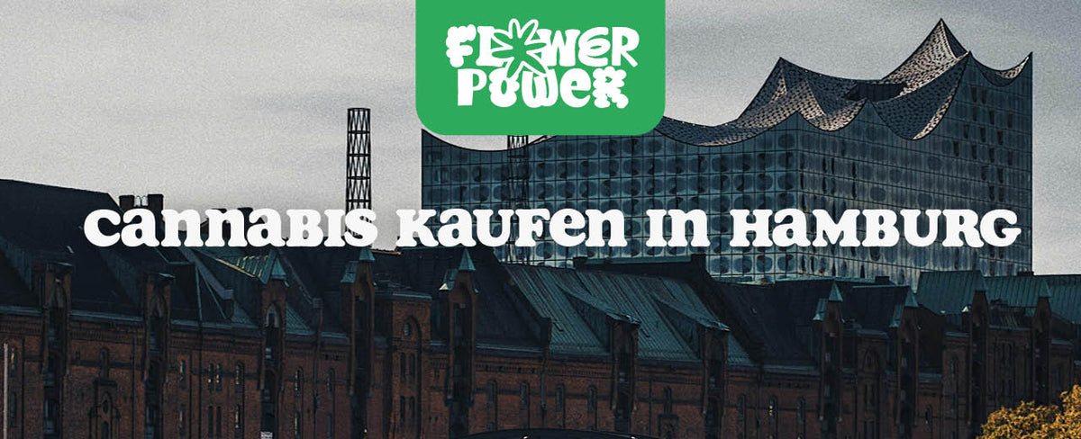 Cannabis kaufen in Hamburg: Dein Guide zur neuen Legalisierung - Flower Power
