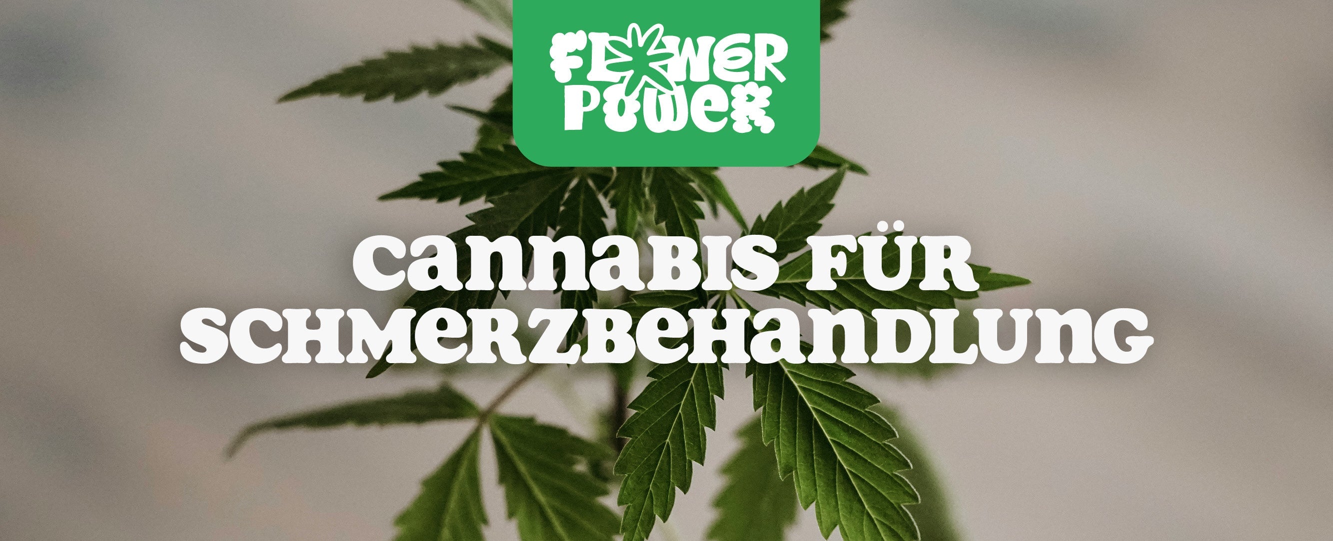 Cannabis für Schmerzbehandlung