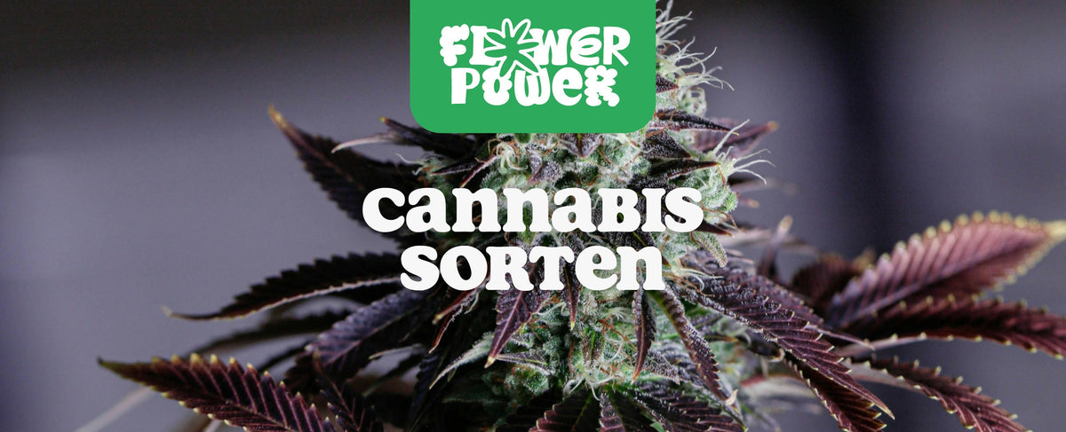 Cannabis Sorten