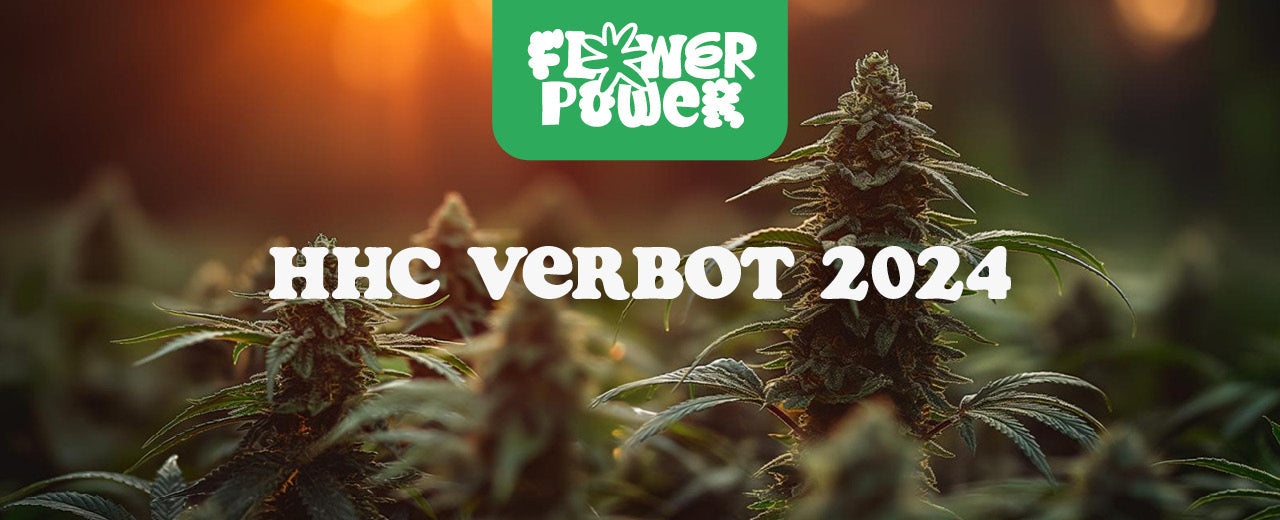 HHC Verbot seit Juni 2024: Fülle deine Wissenslücke - Flower Power