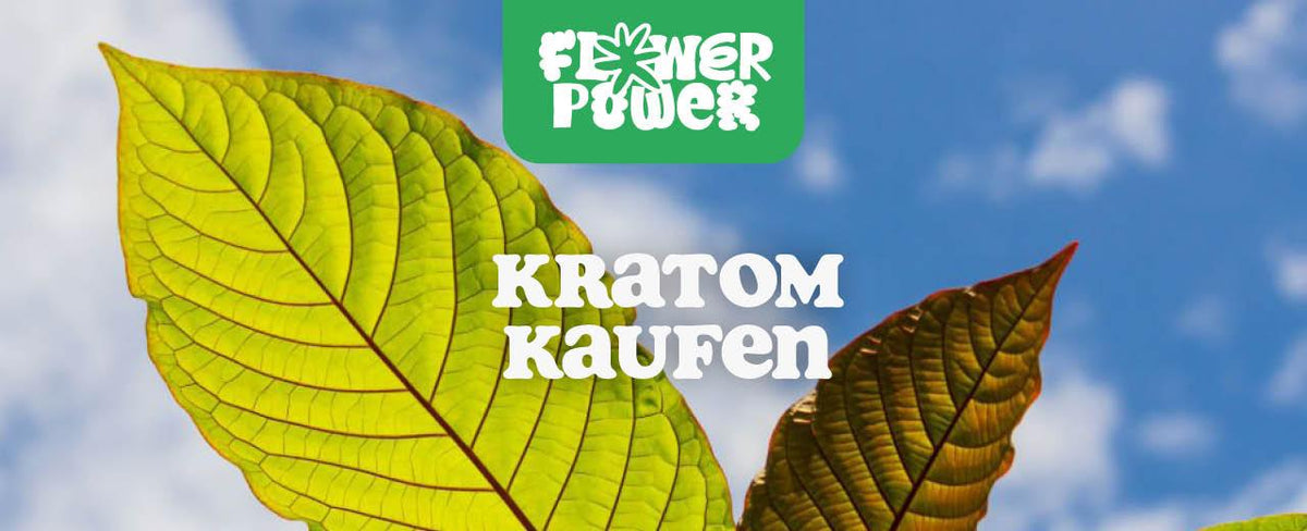 Kratom kaufen: Alles, was du wissen musst - Flower Power