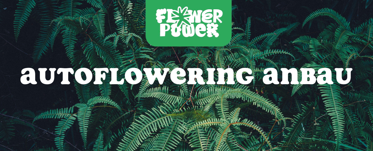 Autoflowering Cannabispflanze im Topf unter LED-Licht – Autoflowering Anbau für schnelle Ernte und einfache Pflege.