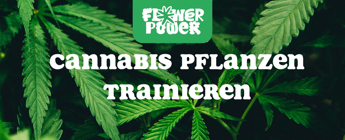 Cannabis Pflanze beim Low-Stress-Training mit Pflanzendraht – Anleitung & Tipps