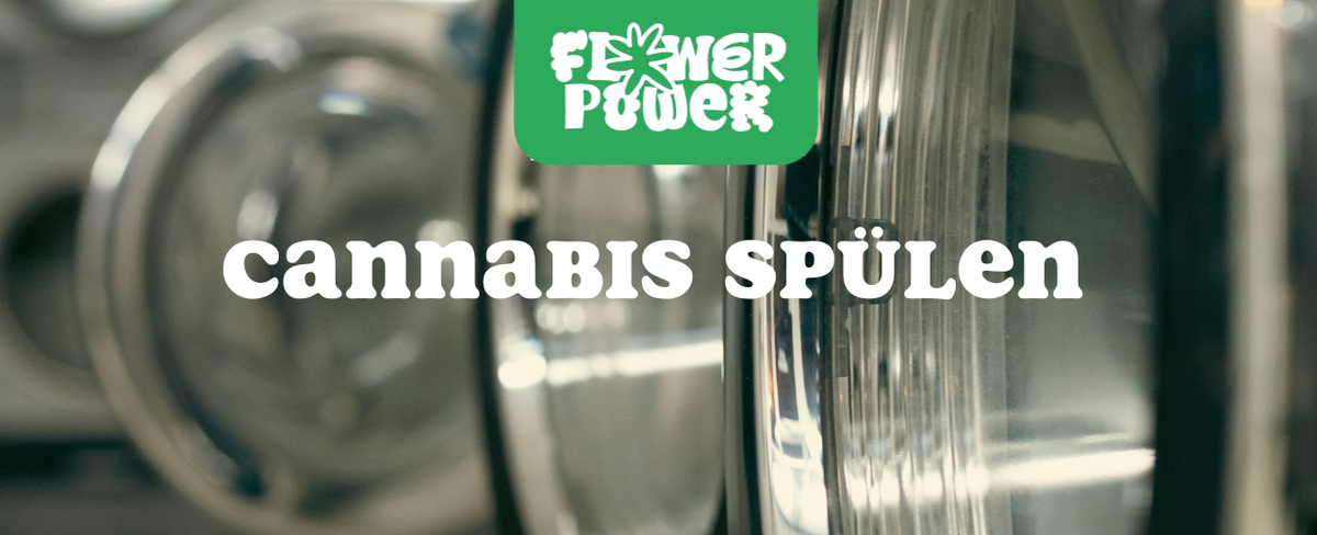 Cannabis splen: Perfekte Qualitt & Aroma  Grower Guide | Flower Power