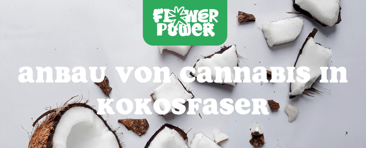 Cannabispflanze wächst in Topf mit Kokossubstrat – Cannabis in Kokosfaser anbauen Schritt für Schritt erklärt.