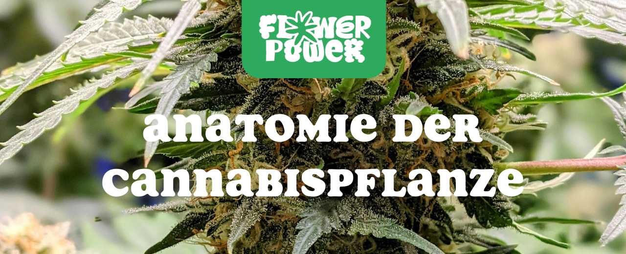„Illustration der Cannabispflanze mit beschrifteten Teilen – Anatomie der Cannabispflanze und ihre Hauptfunktionen erklärt.