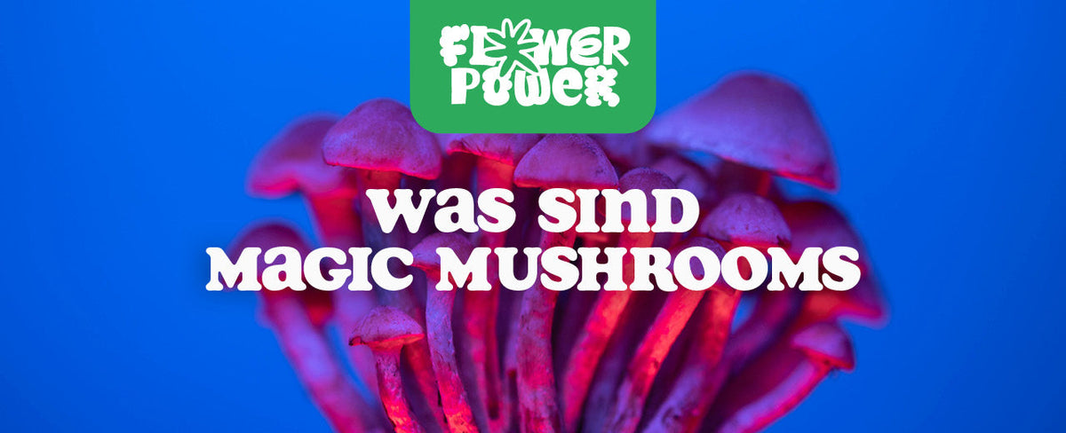 Was sind Magic Mushrooms? – Alles, was du wissen musst - Flower Power