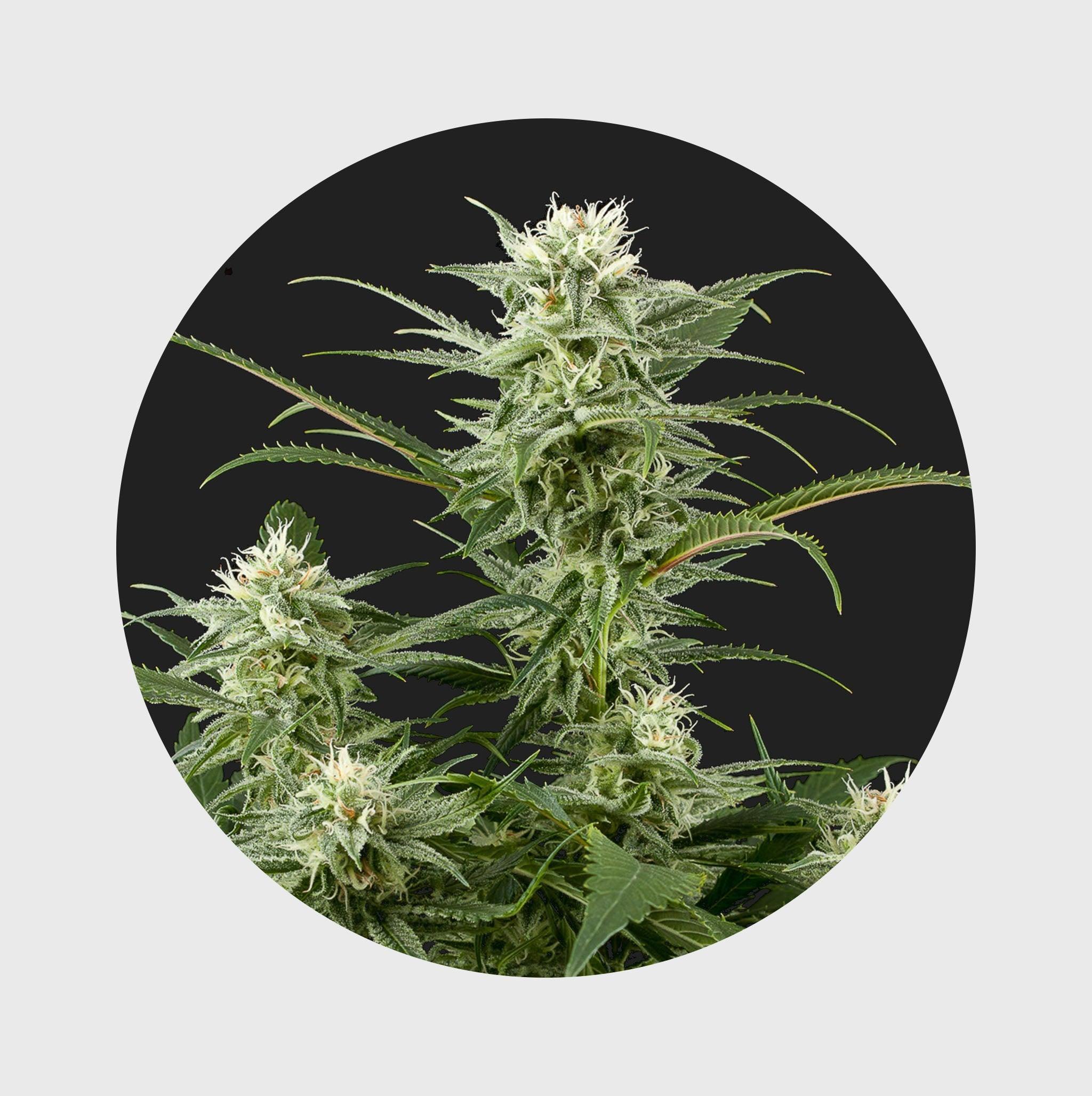 Natürliche Cannabisblüte mit grünen Blättern und weißen Trichomen