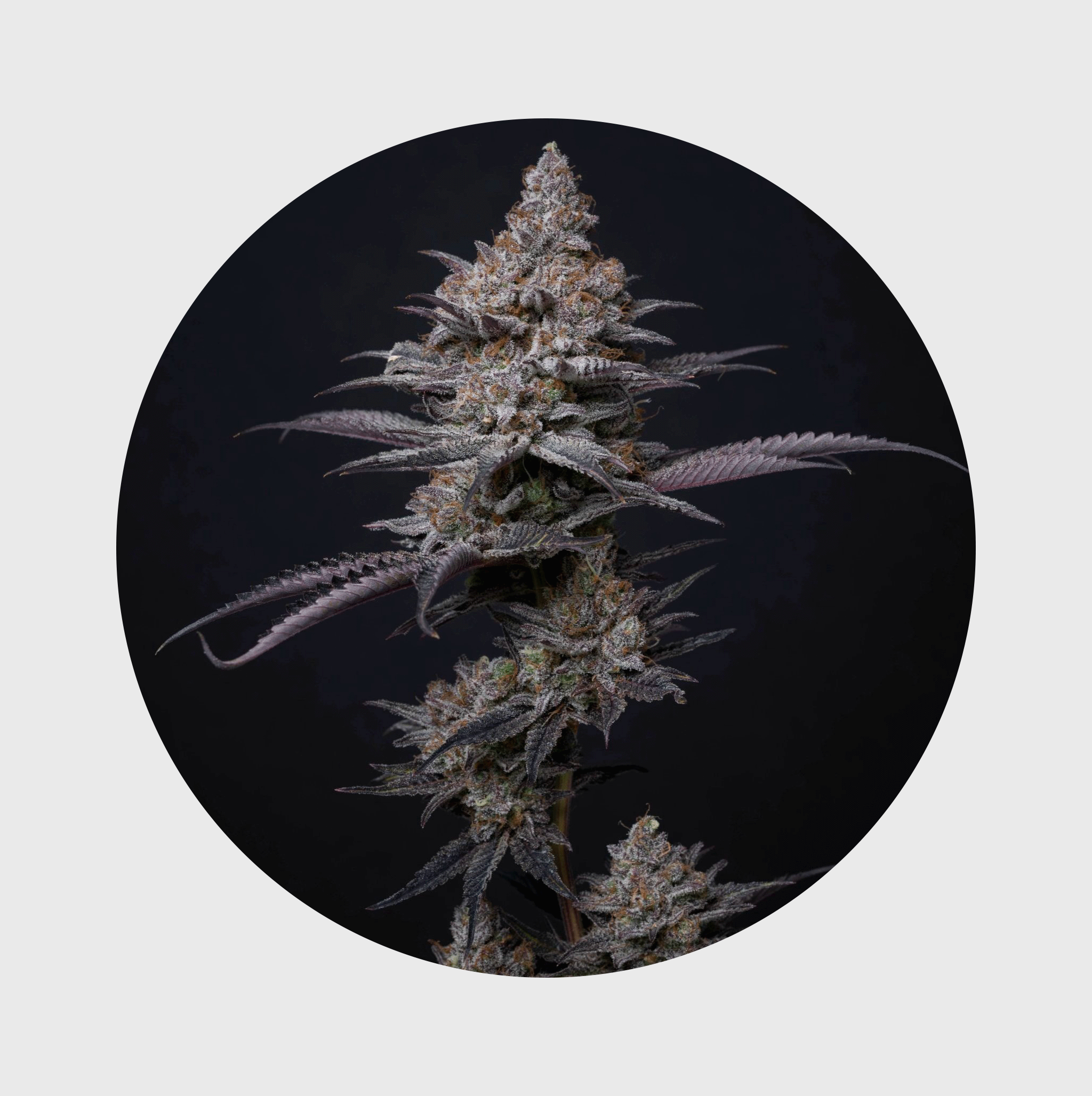 NEU!! Cali Genetics Blueberry Bubba 21% THC 🌱 fast flowering - Flower Power
