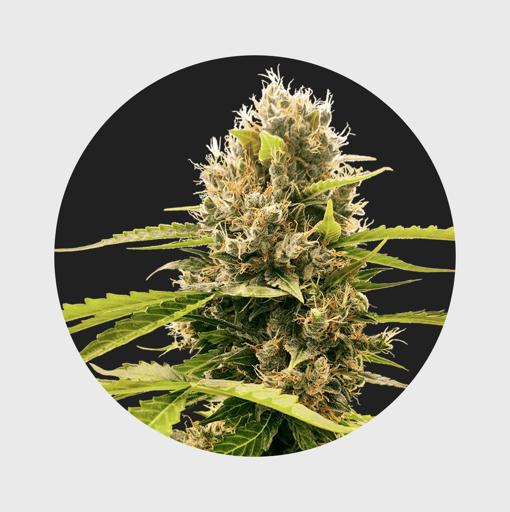 Legendary Cali Genetics Seeds Cream Mandarine 18% THC 🌱 auto flowering - Flower Power