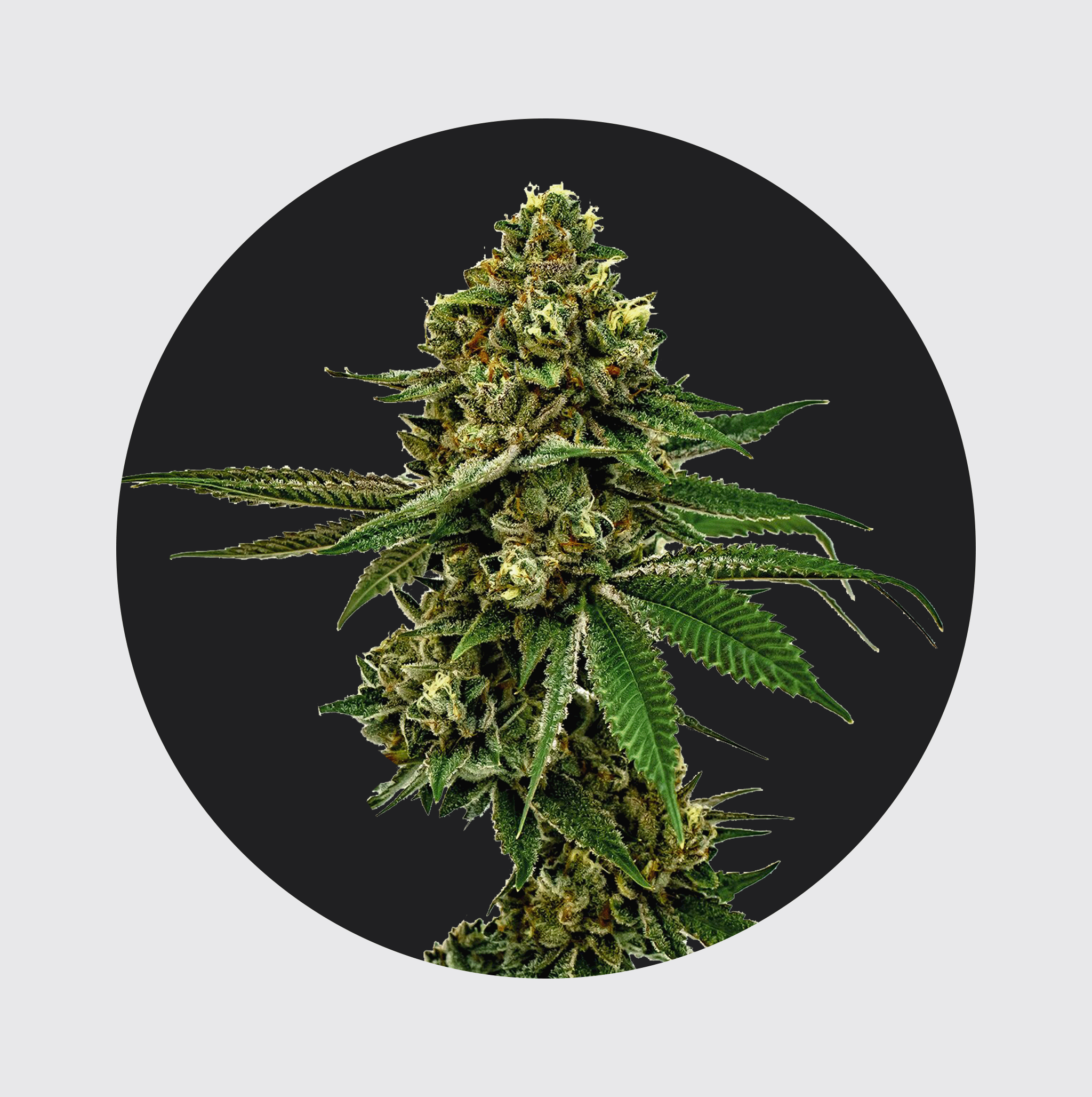NEU!! Cali Genetics Forbidden Runtz 27,5% THC 🌱 fast flowering - Flower Power