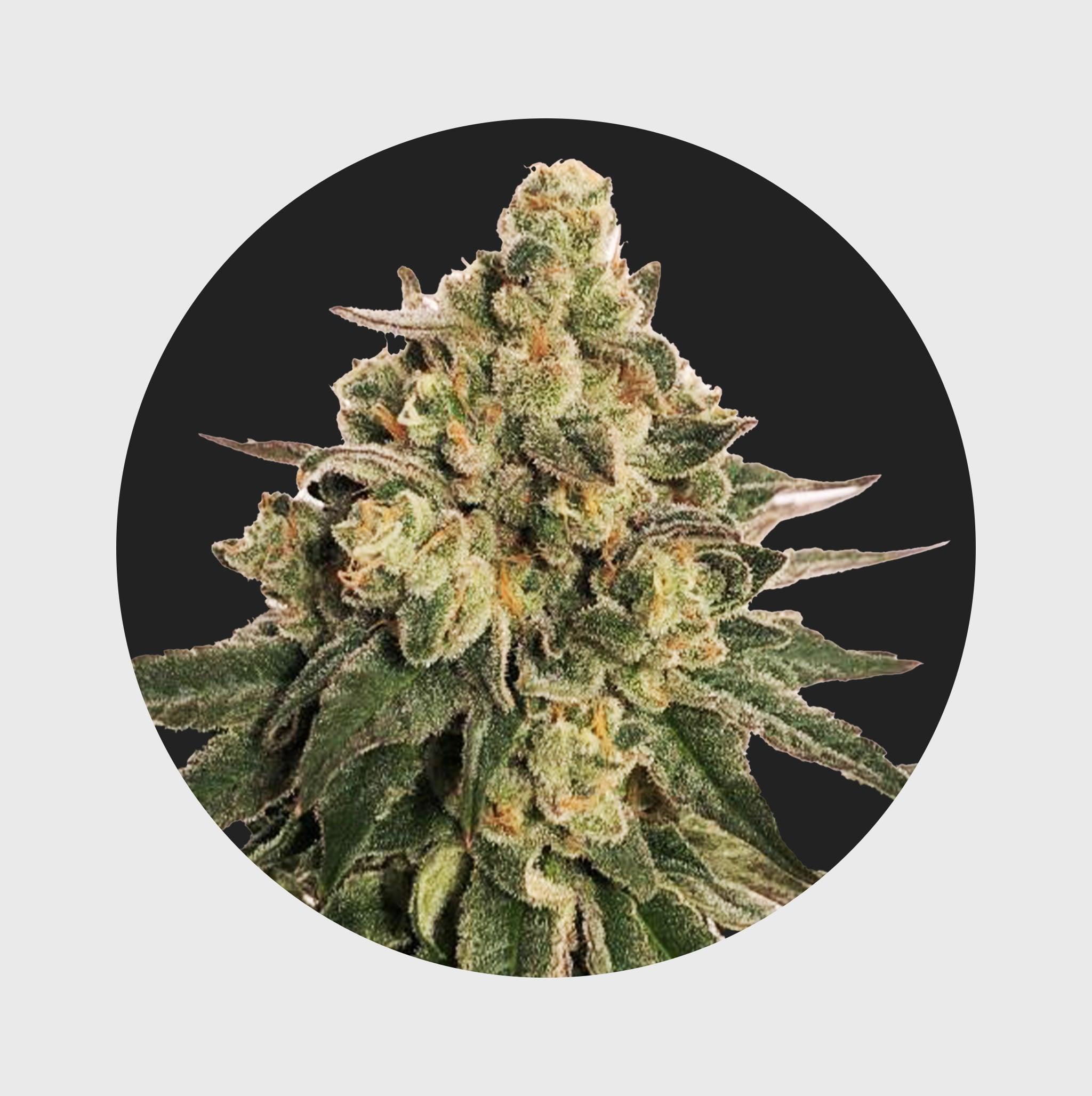 Cali Genetics MAC 20% THC 🌱 auto flower - Flower Power