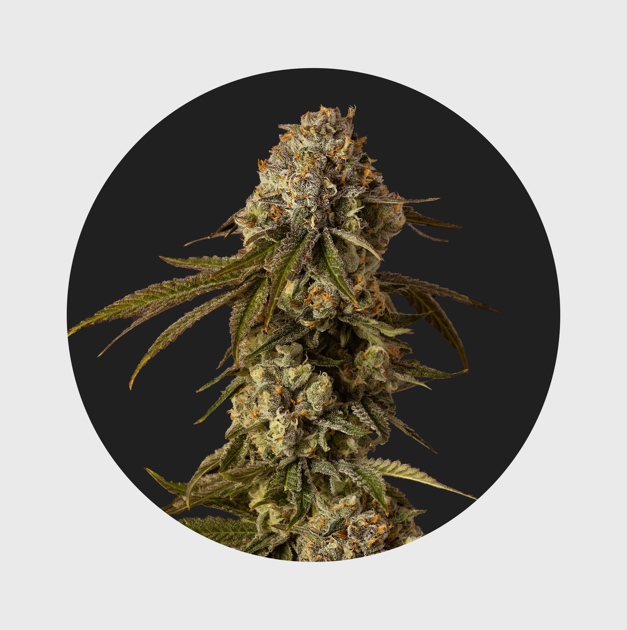 NEU!! Cali Genetics Mango Smile 25% THC 🌱 auto flowering - Flower Power