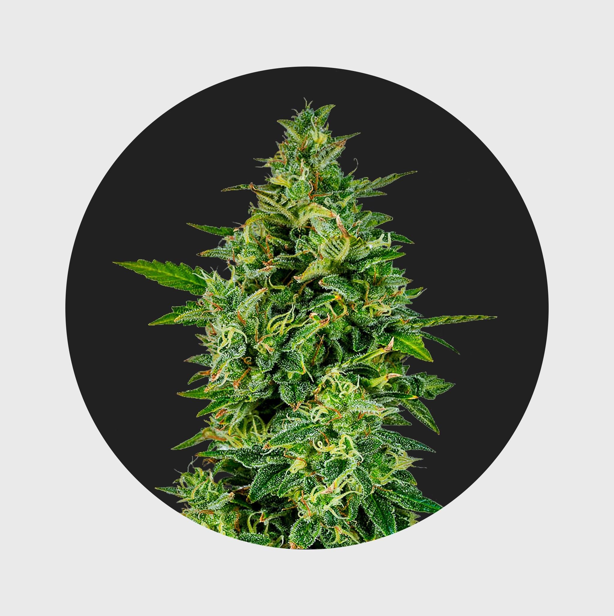 Natürliche Cannabisblüte mit grünen Blättern und feinen Trichomen, hochwertig und nachhaltig