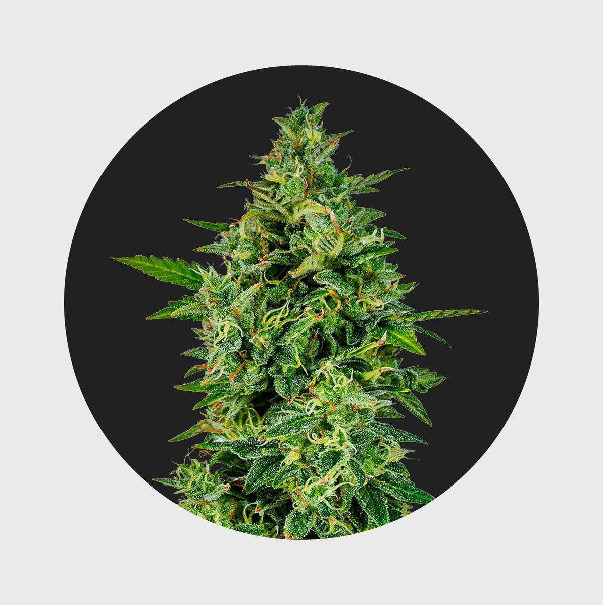 Natürliche Cannabisblüte mit grünen Blättern und feinen Trichomen, hochwertig und nachhaltig