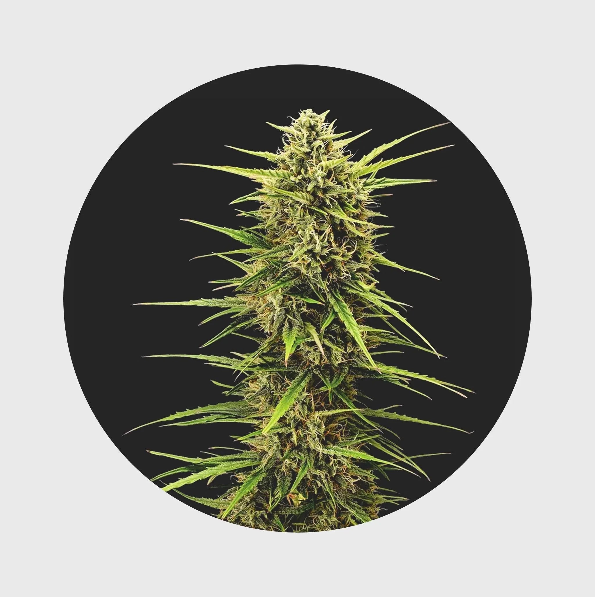 Natürliche Cannabisblüte mit grünen Blättern und feinen Trichomen, hochwertige Qualität