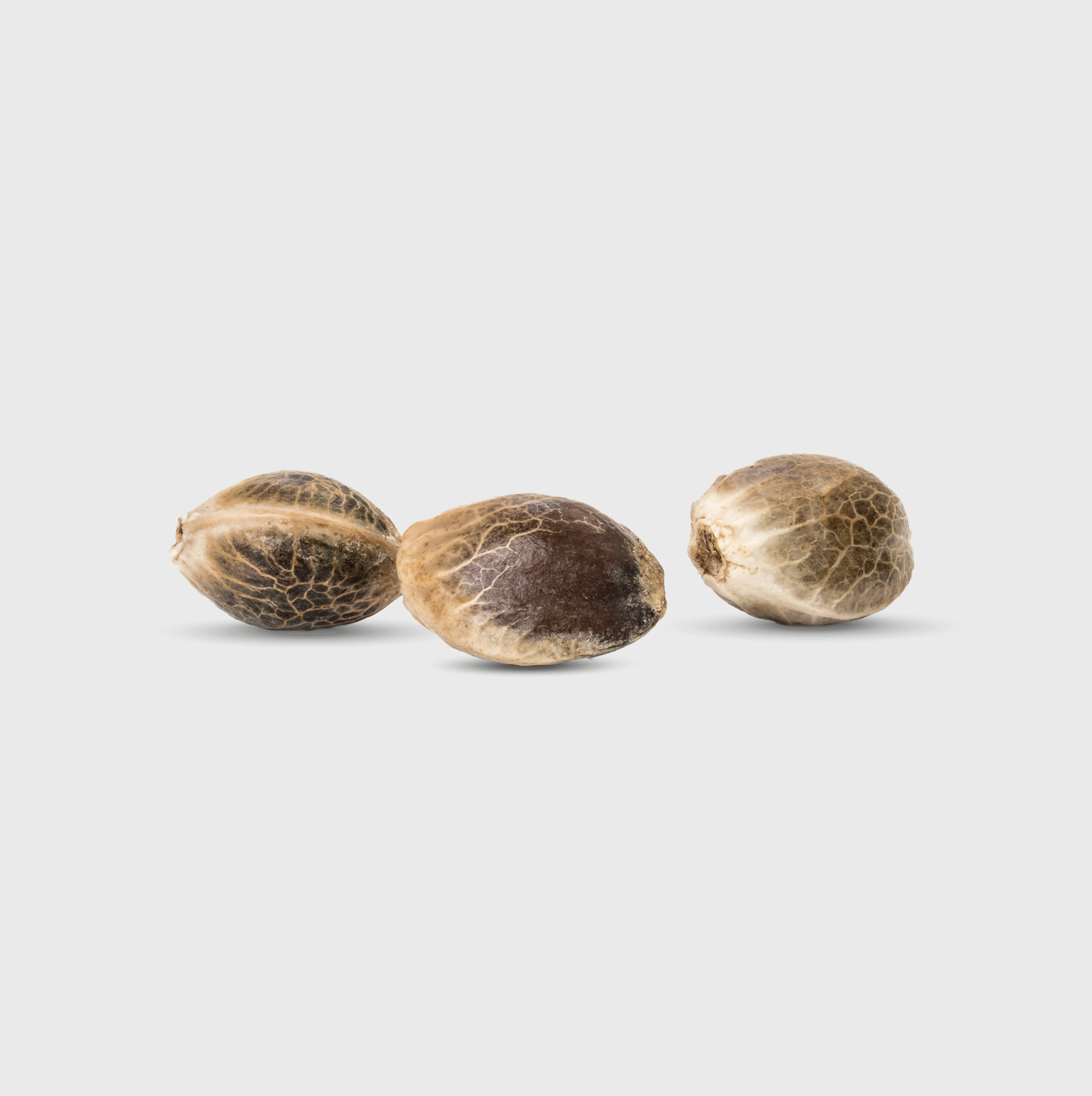 Legendary Cali Genetics Seeds Cream Mandarine 18% THC 🌱 auto flowering - Flower Power