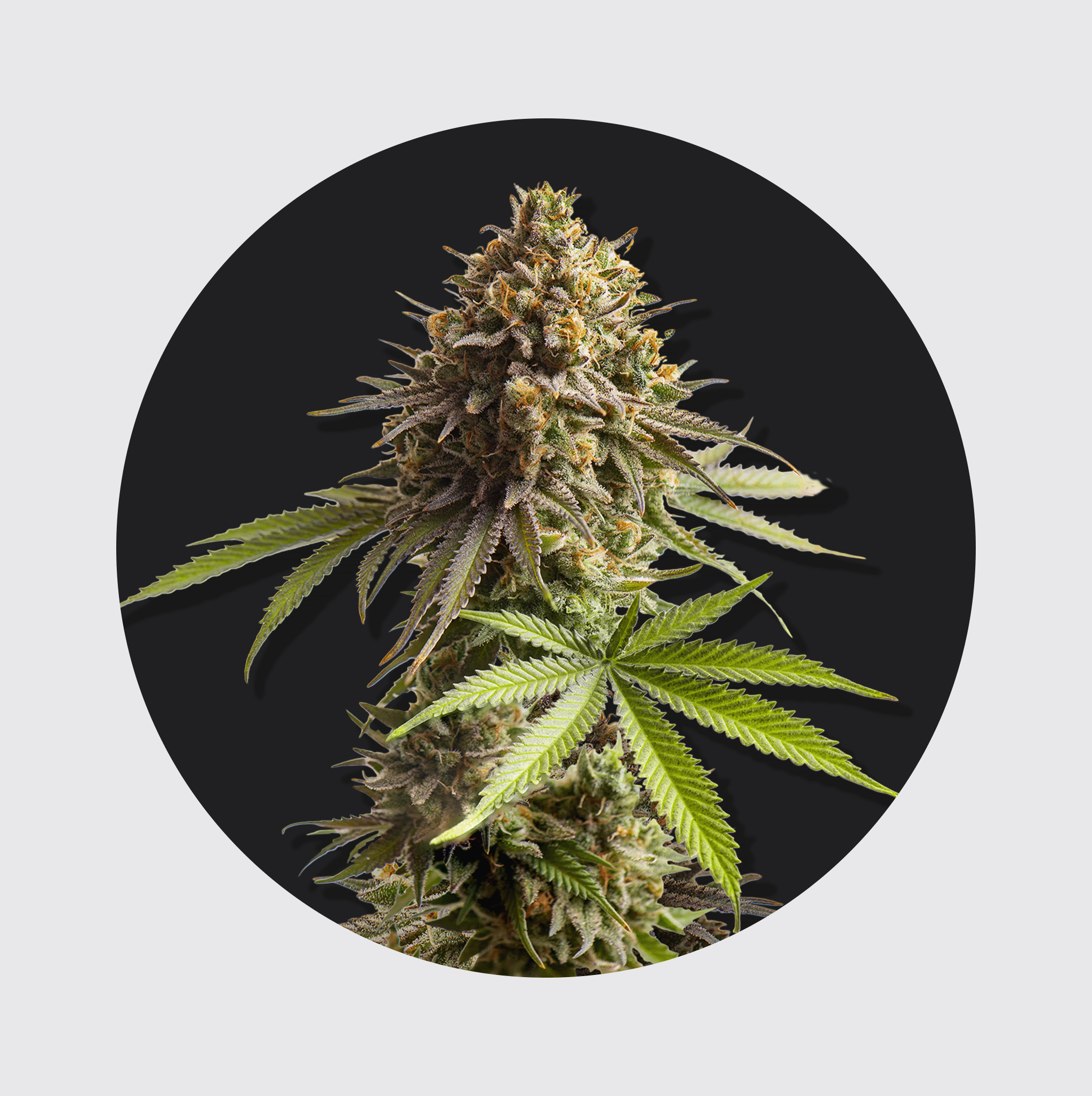 Biobotaniker Bundle 🪴- 3 Samensorten - Flower Power