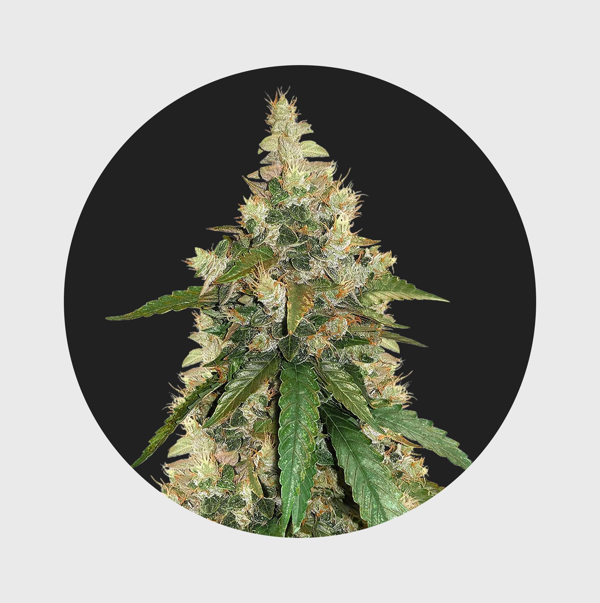Natürliche Cannabisblüte mit grünen Blättern und feinen Trichomen, hochwertige Qualität