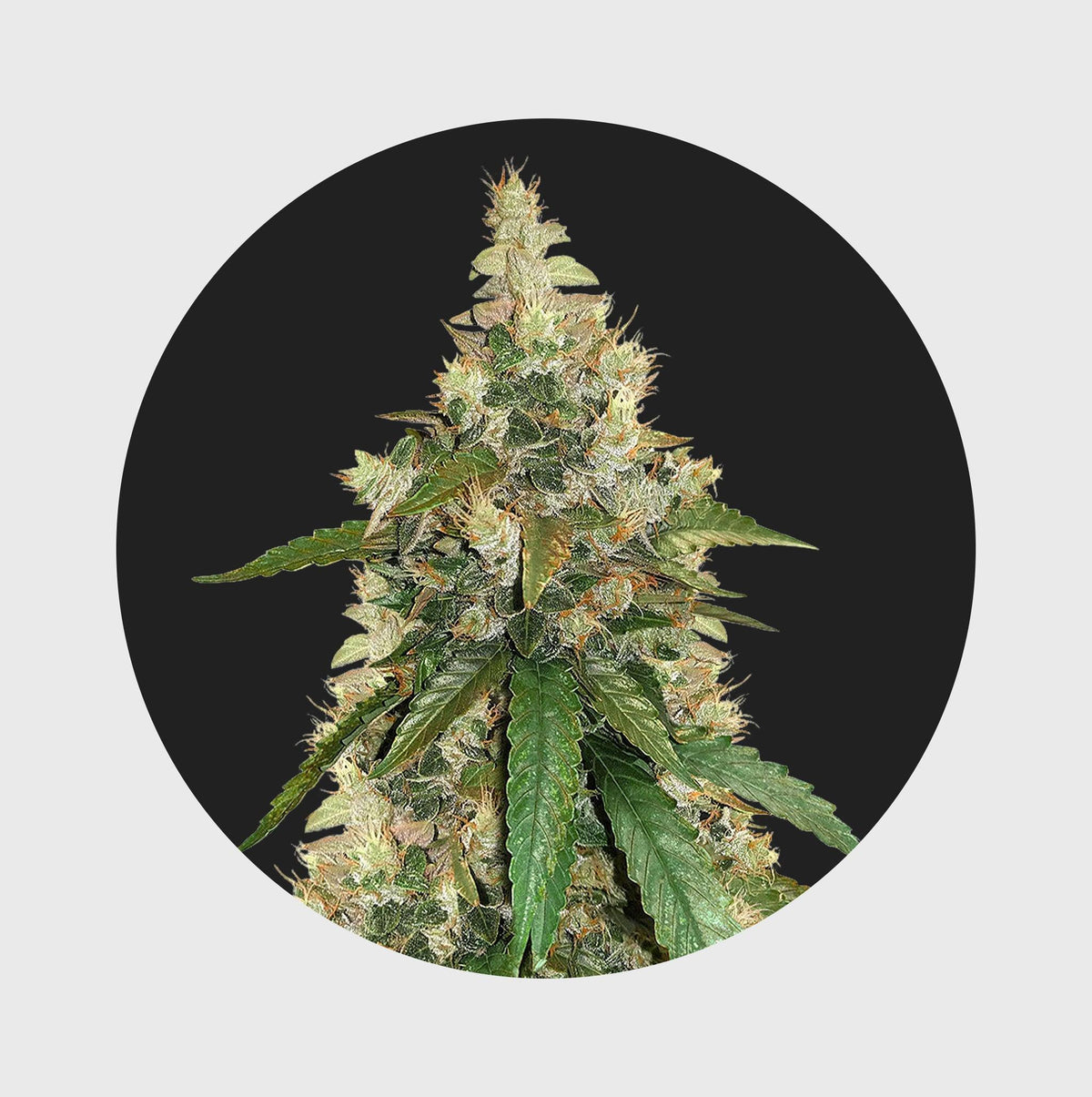 Natürliche Cannabisblüte mit grünen Blättern und feinen Trichomen, hochwertige Qualität