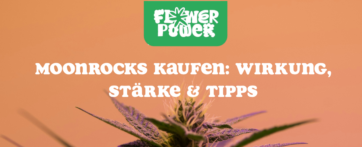Cannabis Pflanze Nahaufnahme beim Anbau – OG Kush Grow-Tipps