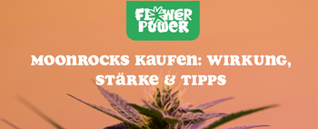 Cannabis Pflanze Nahaufnahme beim Anbau – OG Kush Grow-Tipps