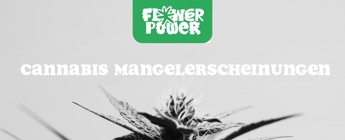 Cannabis Pflanze Nahaufnahme beim Anbau – OG Kush Grow-Tipps