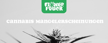 Cannabis Pflanze Nahaufnahme beim Anbau – OG Kush Grow-Tipps