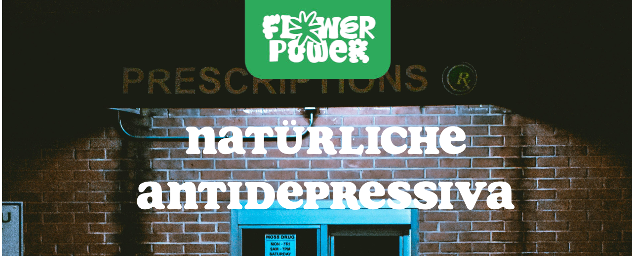 Frische Johanniskraut-Blüten auf einem Holztisch – Natürliche Antidepressiva im Überblick