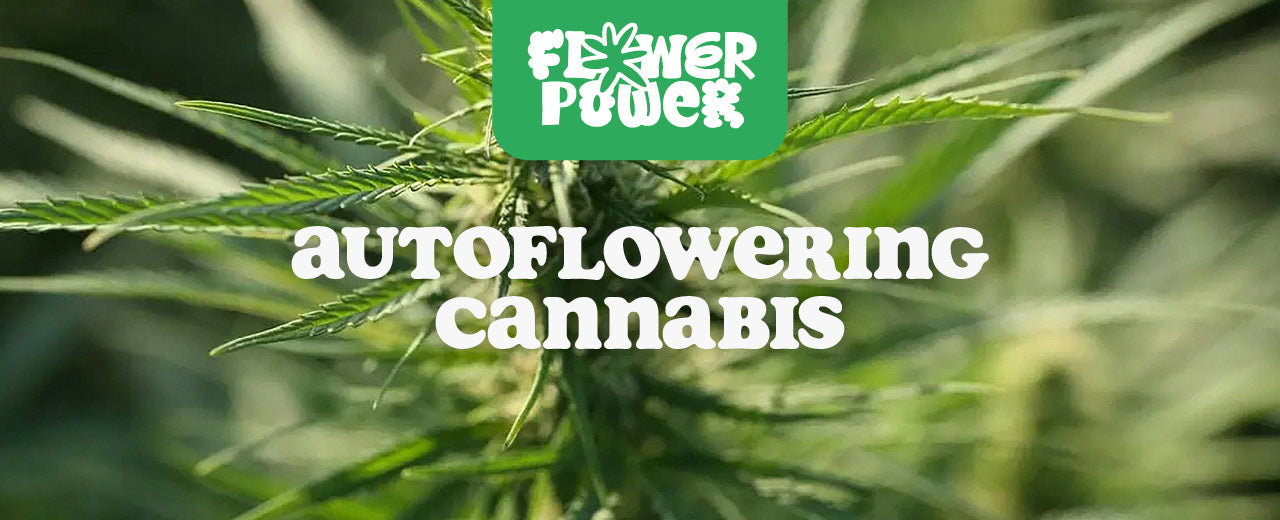 autoflowering cannabis