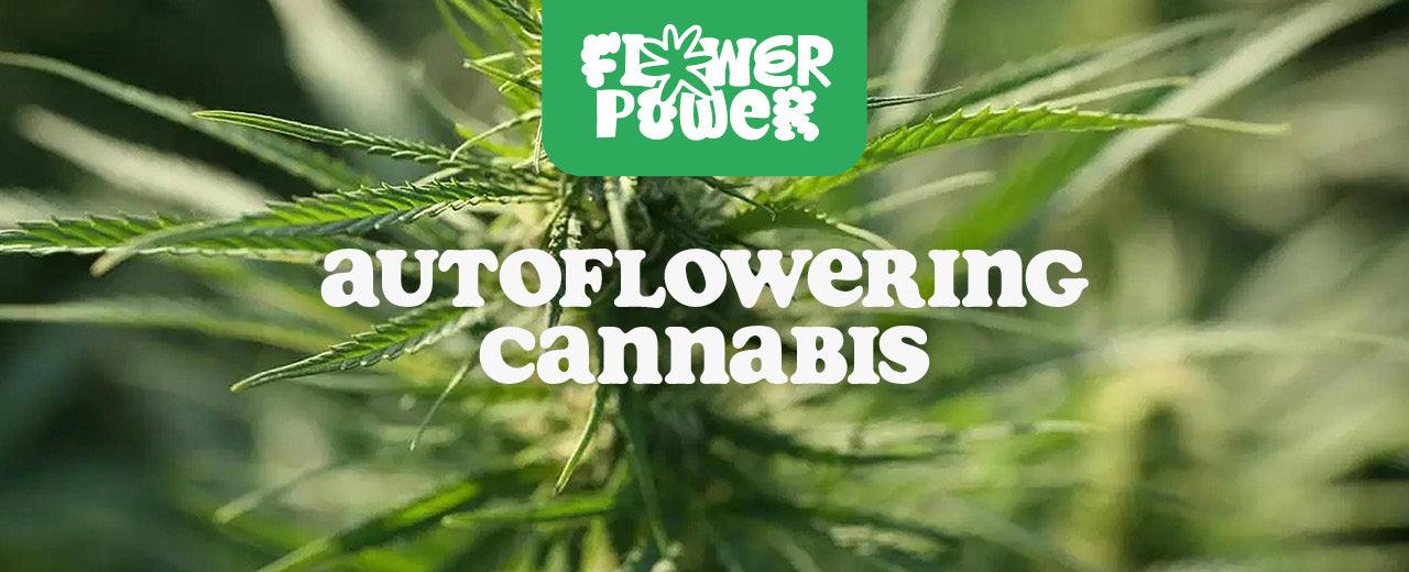 Mit Autoflowering Cannabissamen gelingt auch dir der Anbau - Flower Power 