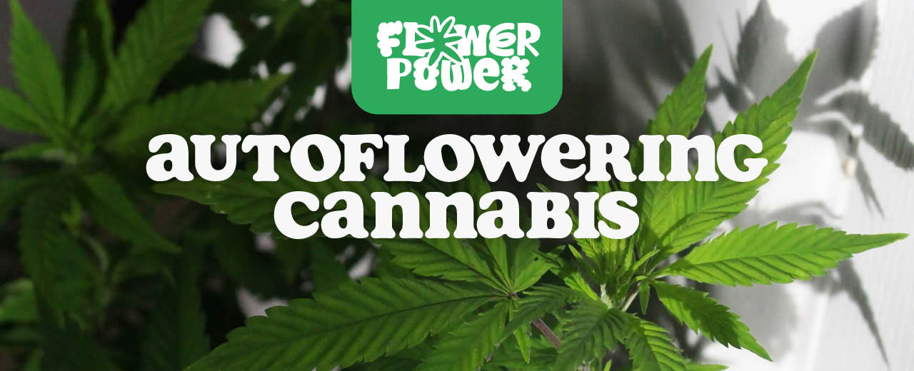 autoflowering cannabis