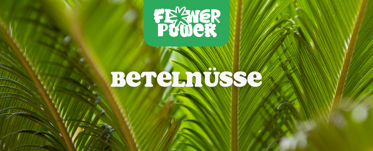 Betelnüsse: Der ultimative Guide – alles was du Wissen musst - Flower Power 