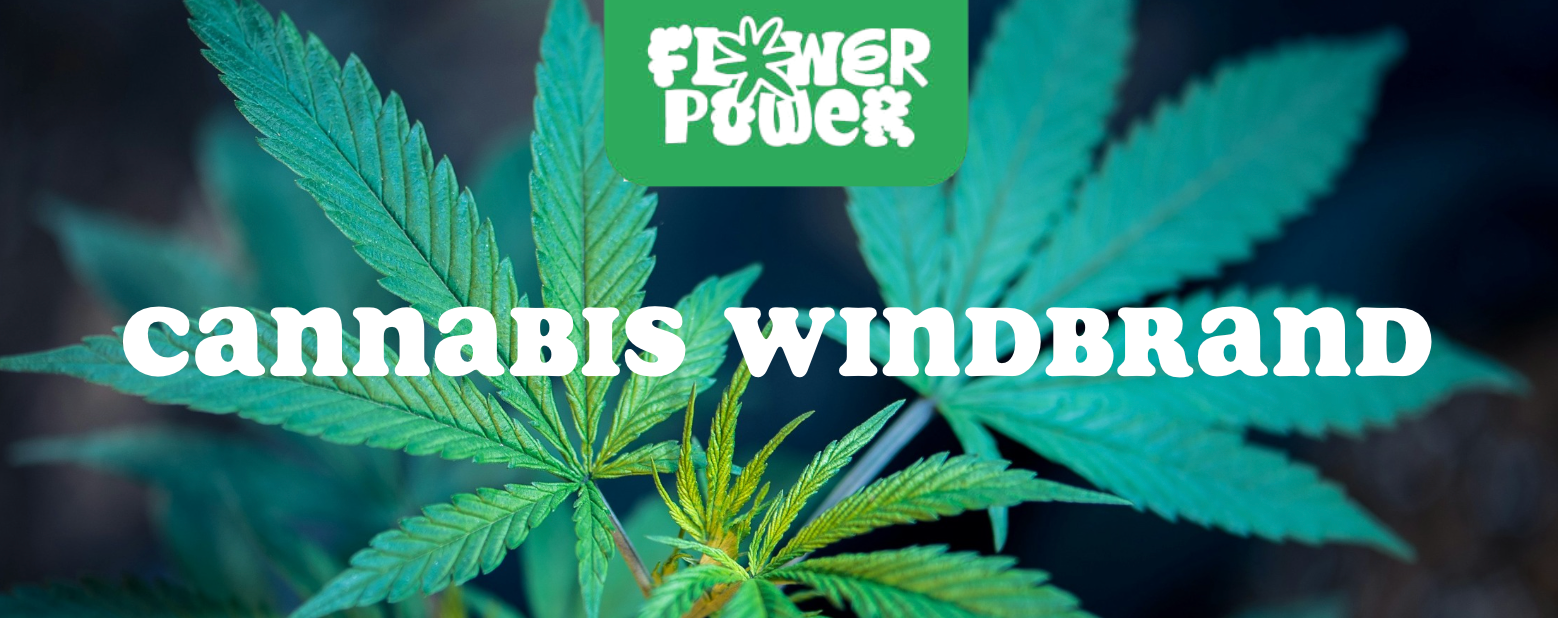 Mikroskopaufnahme einer Breitmilbe auf Cannabispflanze – Cannabis und Breitmilben als unsichtbare Schädlinge im Grow