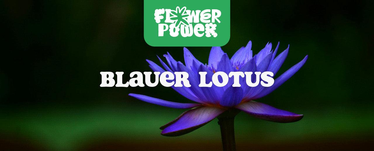 Blauer Lotus: Wirkung und Geheimnisse der alten ägyptischen Lieblingsblume - Flower Power 