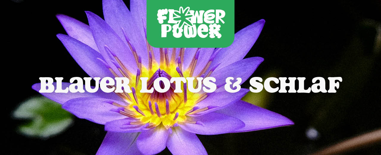 Blauer Lotus
