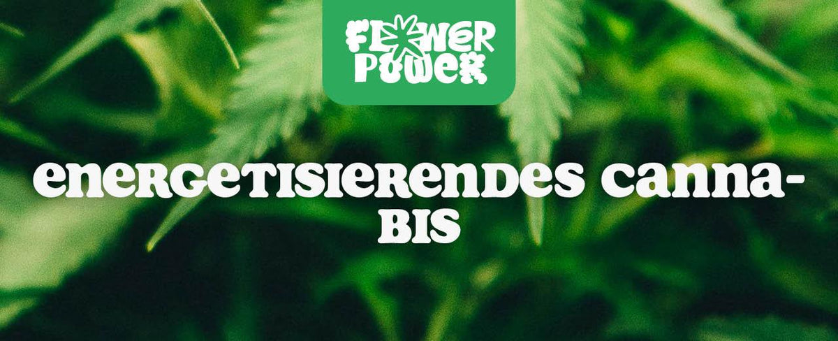 Cannabis