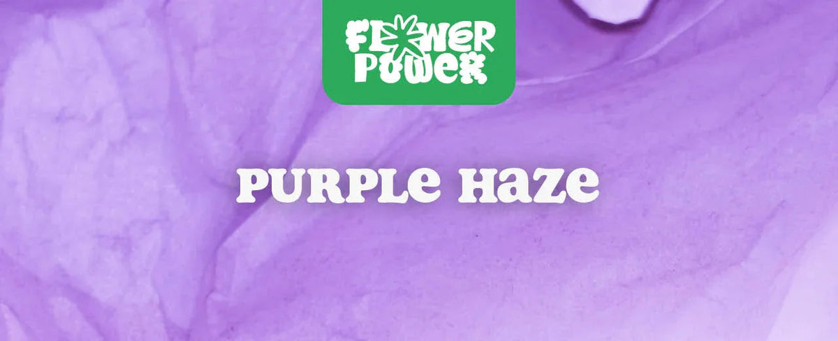 Purple Haze
